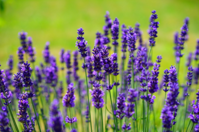 Lavandula ang. ‘Dwarf Blue’ - Lavendel