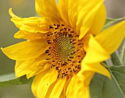 Helianthus annuus pacino gold - Zonnebloem