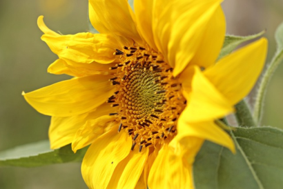 Helianthus annuus pacino gold - Zonnebloem