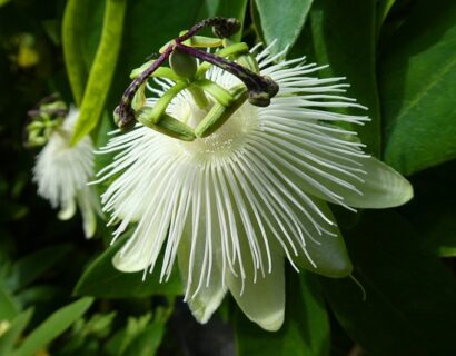 Passiflora ‘Snow Queen’ - Passiebloem