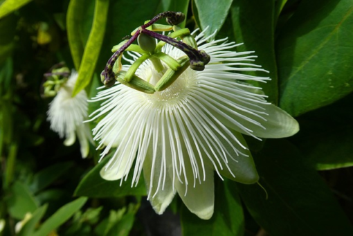 Passiflora ‘Snow Queen’ - Passiebloem