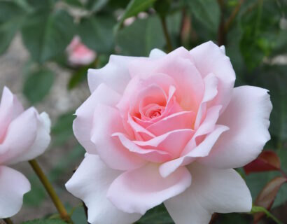 Rosa A Whiter Shade Of Pale - Geurende roos