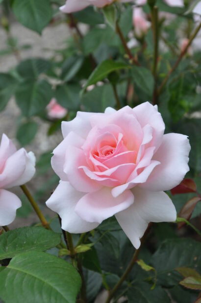 Rosa ‘A Whiter Shade Of Pale’ op stam - Stamroos