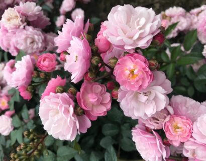 Rosa ‘Anna’s Pink Rambler’ - klimroos