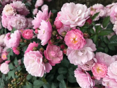 Rosa ‘Anna’s Pink Rambler’ - klimroos