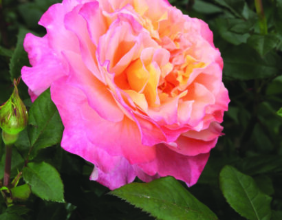 Rosa ‘Augusta Luise’ - Roos