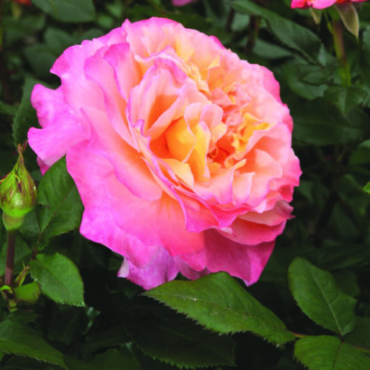 Rosa ‘Augusta Luise’ - Roos