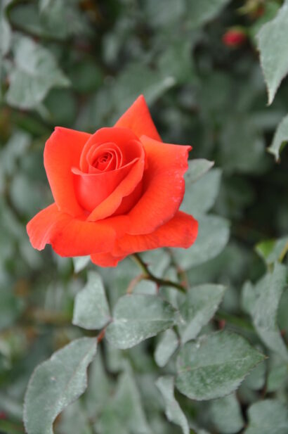 Rosa ‘Bionda’ - klimroos