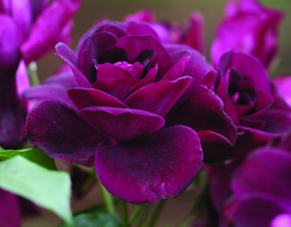 Rosa ‘Burgundy’ - Roos