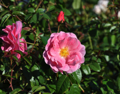 Rosa ‘Camelot’