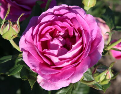 Rosa ‘Carmen Würth’ - Geurende roos