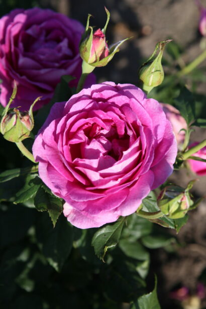 Rosa ‘Carmen Würth’ - Geurende roos