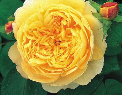 Rosa ‘Charles Darwin’ - Geurende roos