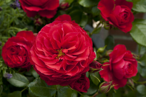 Rosa ‘Cherry Girl’ op stam - stamroos