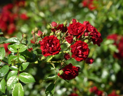 Rosa ‘Crimson Siluetta’ - klimroos