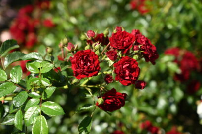 Rosa ‘Crimson Siluetta’ - klimroos