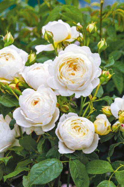 Rosa ‘Claire Austin’ - Geurende roos