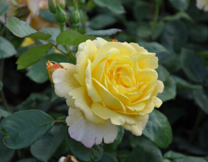 Rosa ‘Climbing Chinatown’