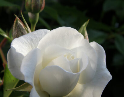 Rosa ‘Climbing SnowPrinsess’