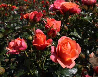 Rosa ‘Coral Lions Rose’ - Trosroos