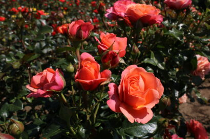 Rosa ‘Coral Lions Rose’ - Trosroos