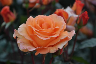 Rosa ‘Doris Tysterman’ - roos