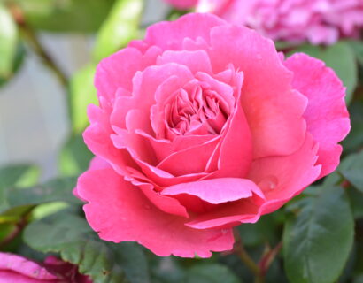 Rosa ‘Elbflorenz’ - Roze Struikroos