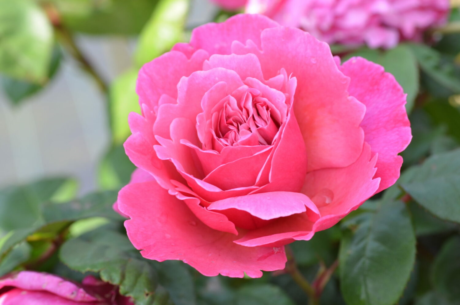 Rosa ‘Elbflorenz’ - Roze Struikroos