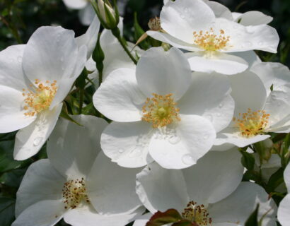 Rosa ‘Escimo’ - roos