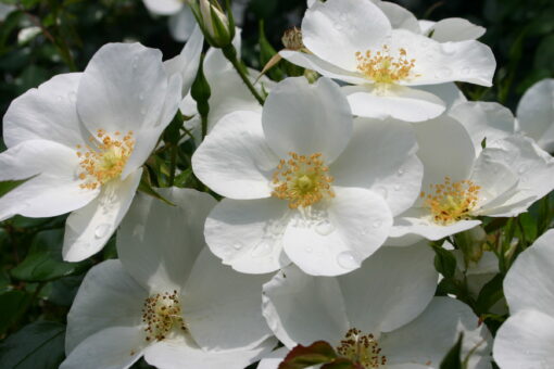 Rosa ‘Escimo’ - roos