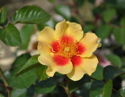 Rosa ‘Eye of the tiger’ - roos