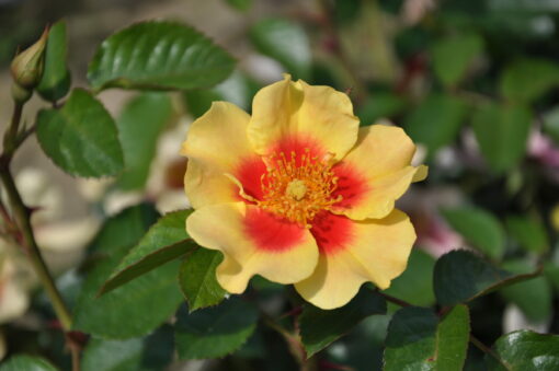 Rosa ‘Eye of the tiger’ - roos