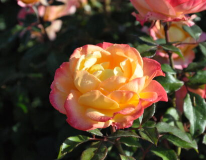 Rosa ‘Flaming Star’ - roos