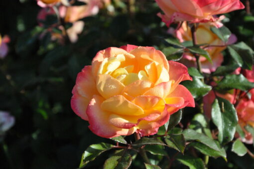 Rosa ‘Flaming Star’ - roos