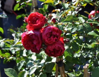 Rosa ‘Florentina’