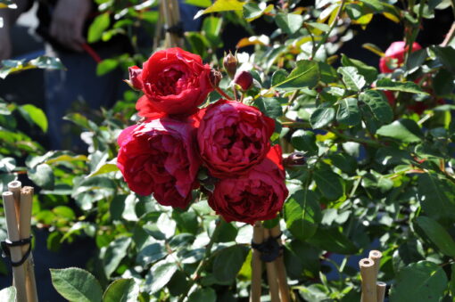 Rosa ‘Florentina’ - klimroos