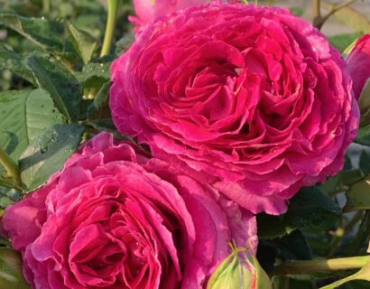 Rosa ‘Fräulein Maria’ - Grootbloemige roos