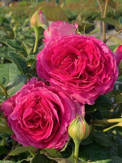 Rosa ‘Fräulein Maria’ - Grootbloemige roos