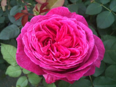 Rosa ‘Freifrau Caroline’ - Trosroos