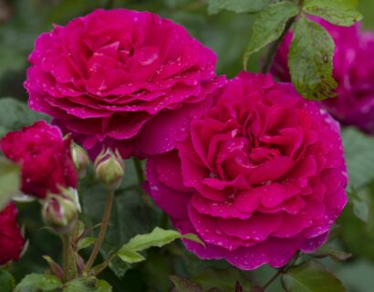 Rosa ‘Gabriel Oak’ - Geurende roos