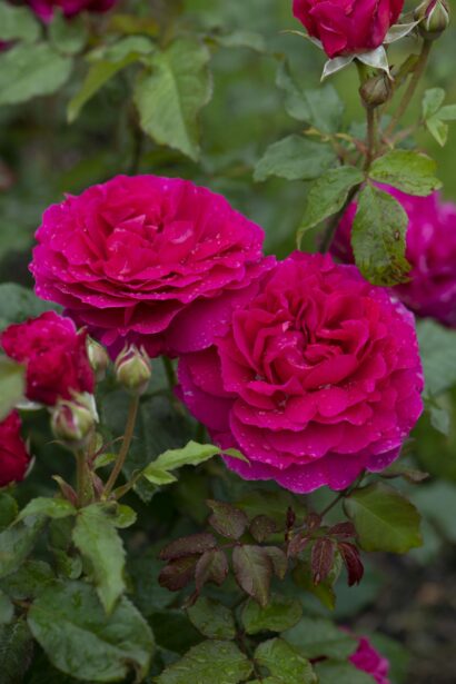 Rosa ‘Gabriel Oak’ - Geurende roos