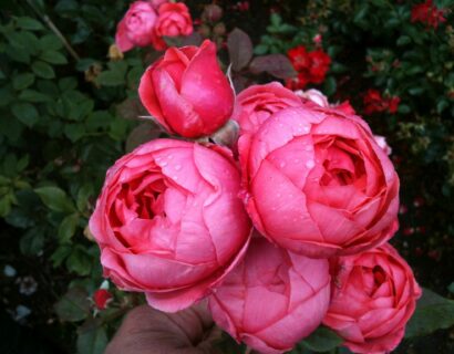 Rosa ‘Gartenprinzessin Marie José’ - Trosroos