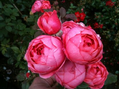 Rosa ‘Gartenprinzessin Marie José’ - Trosroos