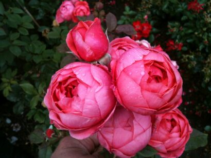 Rosa ‘Gartenprinzessin Marie José’ - Trosroos