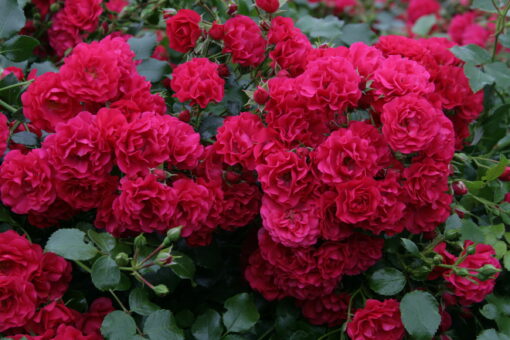 Rosa ‘Gartnerfreude’ - bodembedekkende roos