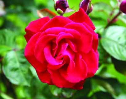 Rosa ‘Grand hotel’ klim