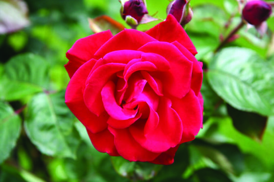 Rosa ‘Grand hotel’ klim - klimroos