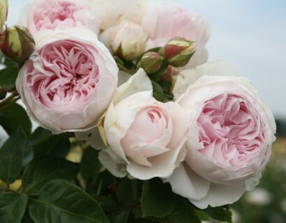 Rosa ‘Herzogin Christiana’ - Geurende Roos