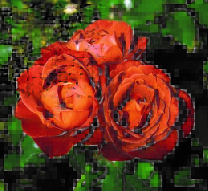 Rosa ‘Hot Chocolate’ - roos