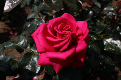 Rosa ‘Hot Lady’ - Roos